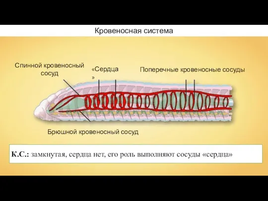 Спинной кровеносный сосуд «Сердца» Поперечные кровеносные сосуды Брюшной кровеносный сосуд Кровеносная система