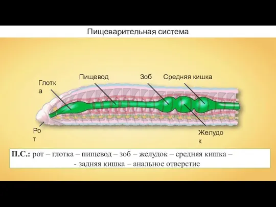 Глотка Пищевод Зоб Средняя кишка Желудок Рот Пищеварительная система П.С.: рот –