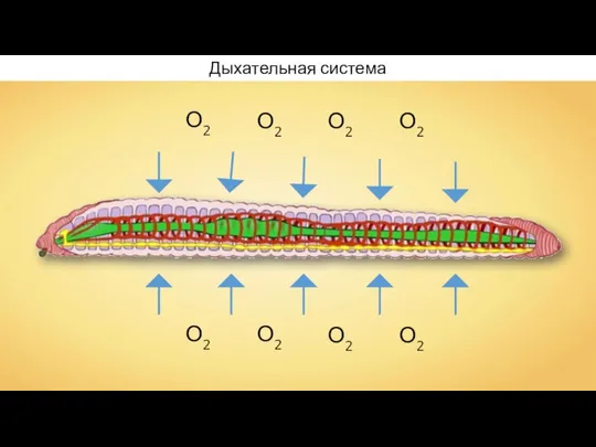 Дыхательная система