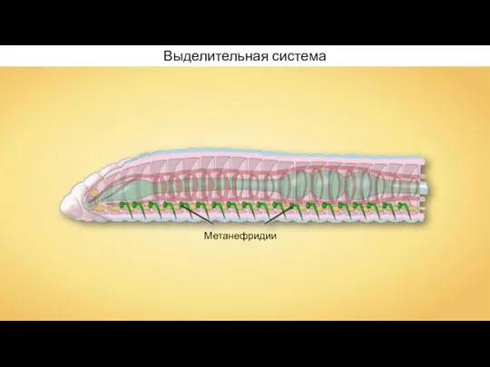 Метанефридии Выделительная система
