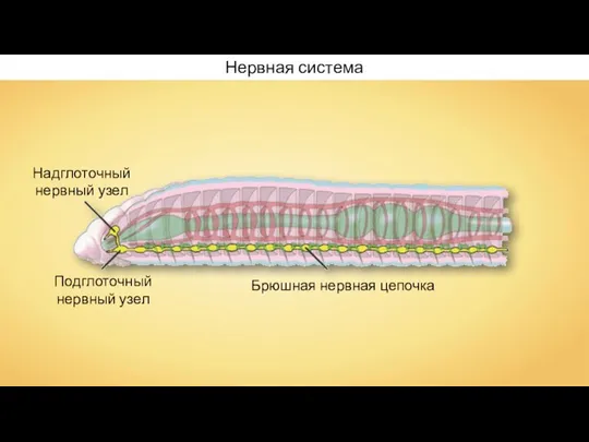 Надглоточный нервный узел Брюшная нервная цепочка Подглоточный нервный узел Нервная система