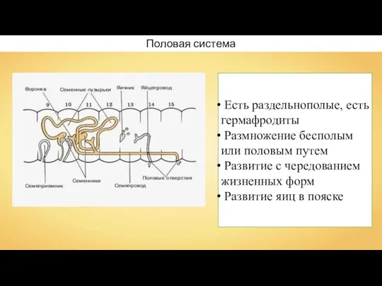 Половая система Есть раздельнополые, есть гермафродиты Размножение бесполым или половым путем Развитие