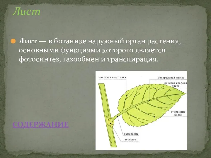 Лист — в ботанике наружный орган растения, основными функциями которого является фотосинтез,