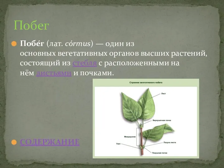 Побе́г (лат. córmus) — один из основных вегетативных органов высших растений, состоящий
