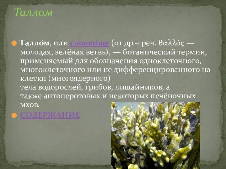 Талло́м, или слоеви́ще (от др.-греч. θαλλός — молодая, зелёная ветвь), — ботанический