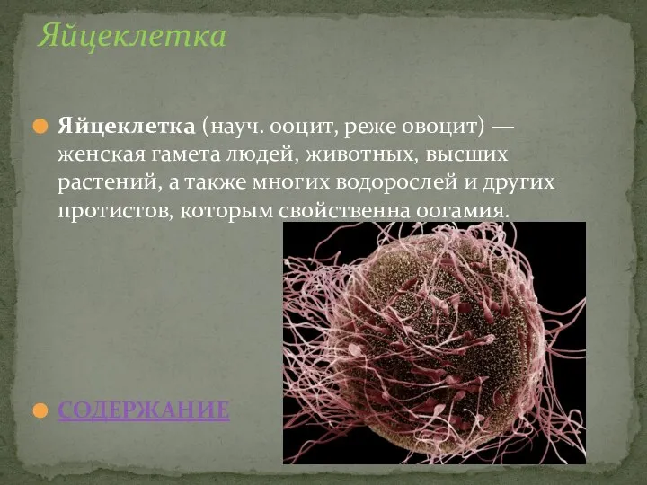 Яйцеклетка (науч. ооцит, реже овоцит) — женская гамета людей, животных, высших растений,