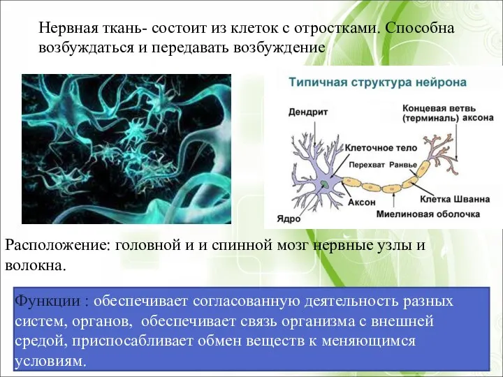 Расположение: головной и и спинной мозг нервные узлы и волокна. Функции :