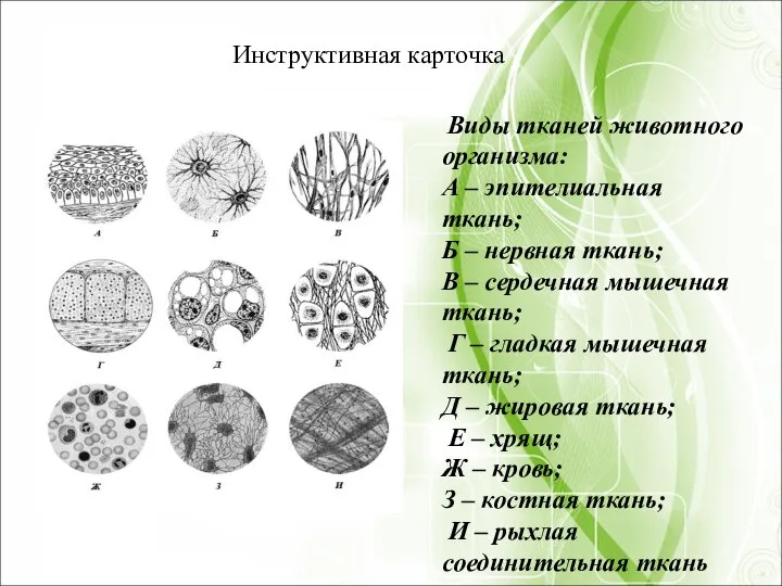 Виды тканей животного организма: А – эпителиальная ткань; Б – нервная ткань;