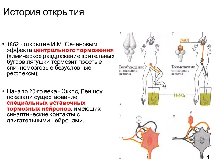 История открытия 1862 - открытие И.М. Сеченовым эффекта центрального торможения (химическое раздражение