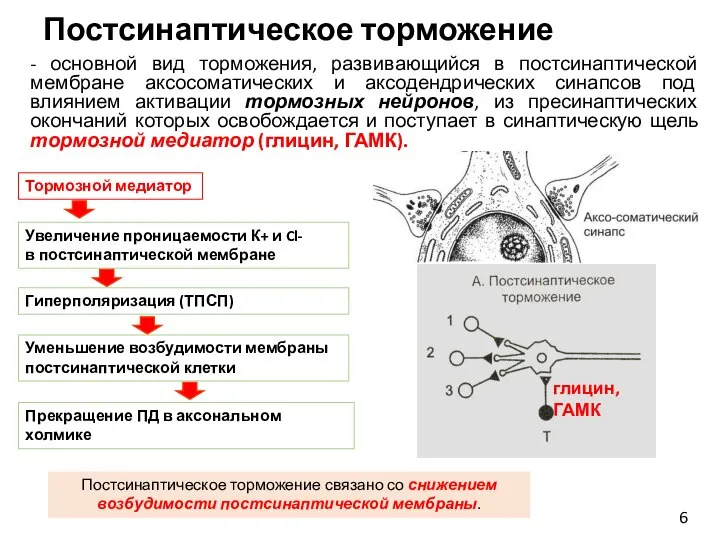 Постсинаптическое торможение - основной вид торможения, развивающийся в постсинаптической мембране аксосоматических и