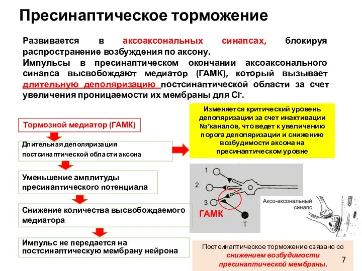 Пресинаптическое торможение Длительная деполяризация постсинаптической области аксона Развивается в аксоаксональных синапсах, блокируя