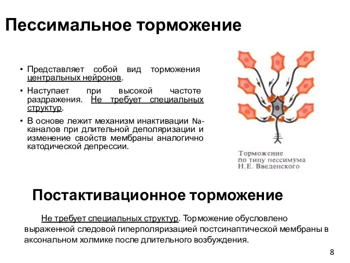 Пессимальное торможение Представляет собой вид торможения центральных нейронов. Наступает при высокой частоте