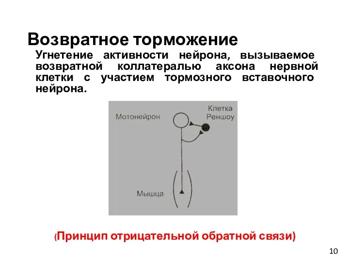 Возвратное торможение Угнетение активности нейрона, вызываемое возвратной коллатералью аксона нервной клетки с