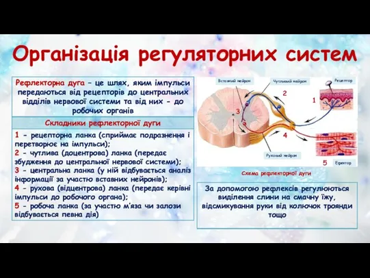 Організація регуляторних систем Вставний нейрон Чутливий нейрон Руховий нейрон Рецептор Ефектор Схема