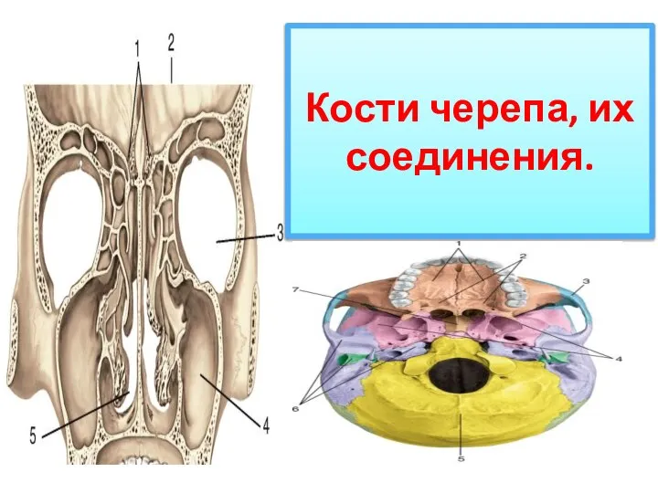 Кости черепа