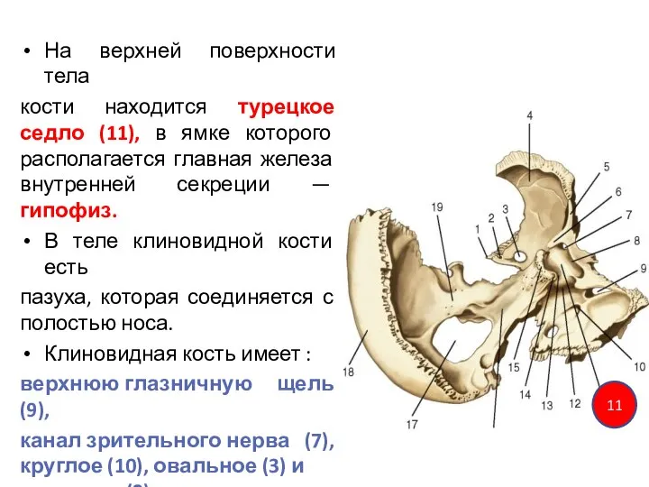 На верхней поверхности тела кости находится турецкое седло (11), в ямке которого