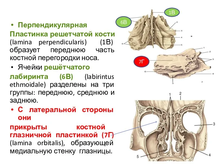 Перпендикулярная Пластинка решетчатой кости (lamina perpendicularis) (1В) образует переднюю часть костной перегородки