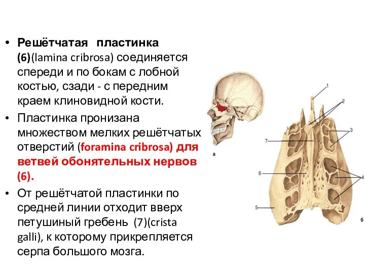 Решётчатая пластинка (6)(lamina cribrosa) соединяется спереди и по бокам с лобной костью,