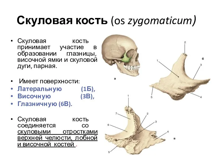 Скуловая кость (os zygomaticum) Скуловая кость принимает участие в образовании глазницы, височной