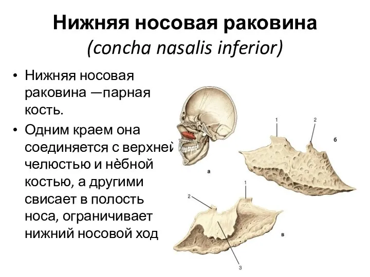 Нижняя носовая раковина (concha nasalis inferior) Нижняя носовая раковина —парная кость. Одним