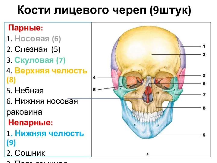 Кости лицевого череп (9штук) Парные: 1. Носовая (6) 2. Слезная (5) 3.