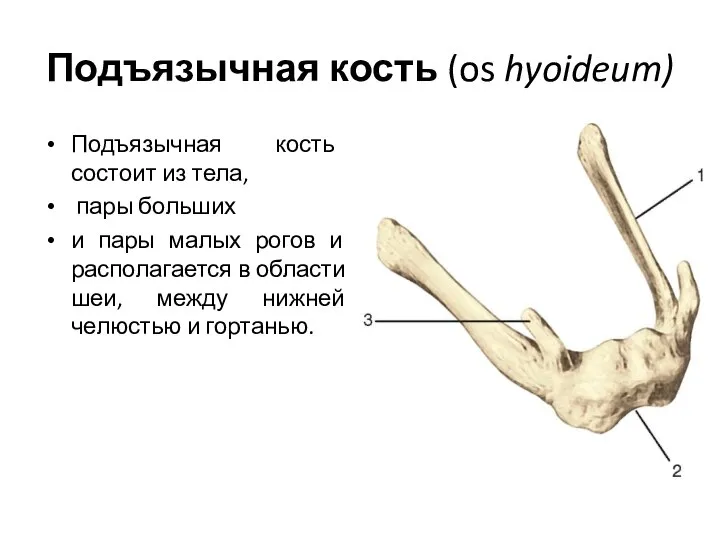 Подъязычная кость (os hyoideum) Подъязычная кость состоит из тела, пары больших и