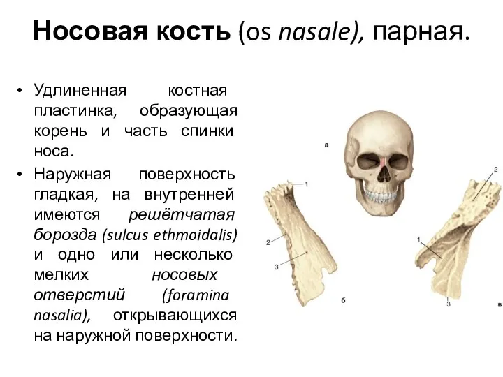 Носовая кость (os nasale), парная. Удлиненная костная пластинка, образующая корень и часть