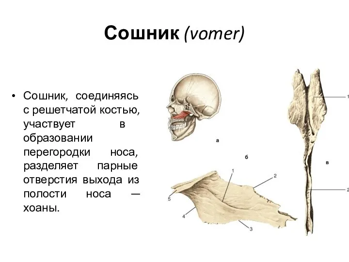 Сошник (vomer) Сошник, соединяясь с решетчатой костью, участвует в образовании перегородки носа,