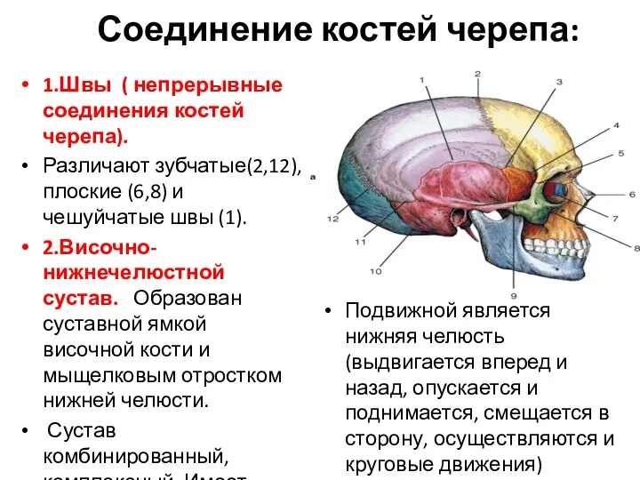 Соединение костей черепа: 1.Швы ( непрерывные соединения костей черепа). Различают зубчатые(2,12), плоские