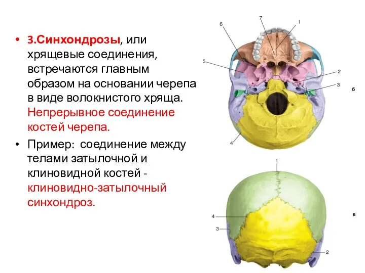 3.Синхондрозы, или хрящевые соединения, встречаются главным образом на основании черепа в виде