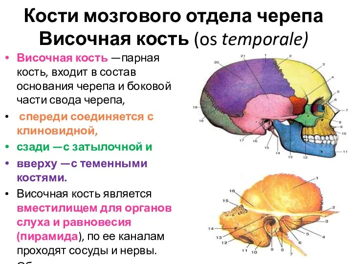 Кости мозгового отдела черепа Височная кость (os temporale) Височная кость —парная кость,