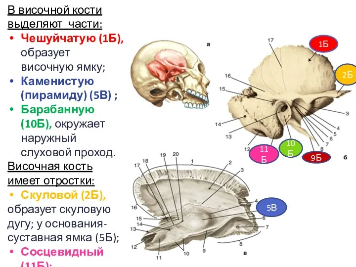 В височной кости выделяют части: Чешуйчатую (1Б), образует височную ямку; Каменистую (пирамиду)