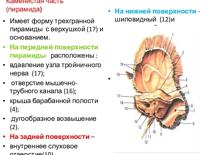 Каменистая часть (пирамида) Имеет форму трехгранной пирамиды с верхушкой (17) и основанием.