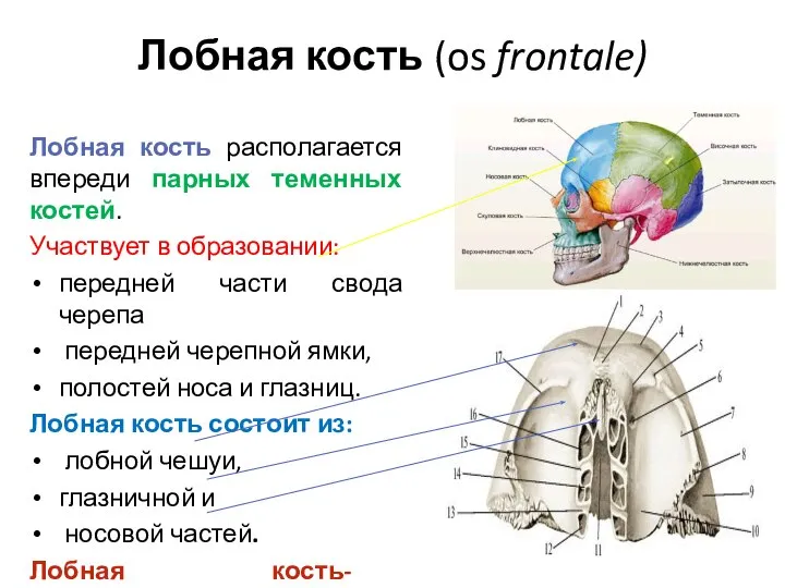 Лобная кость (os frontale) Лобная кость располагается впереди парных теменных костей. Участвует