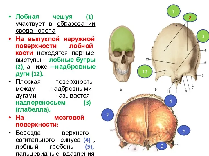 Лобная чешуя (1) участвует в образовании свода черепа На выпуклой наружной поверхности