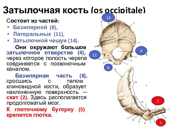 Затылочная кость (os occipitale) Состоит из частей: Базилярной (8), Латеральных (11), Затылочной