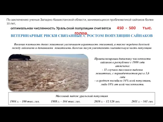 По заключению ученых Западно-Казахстанской области, занимающихся проблематикой сайгаков более 10 лет, оптимальная