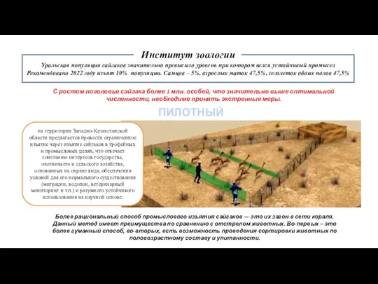Уральская популяция сайгаков значительно превысило уровень при котором велся устойчивый промысел Рекомендовано
