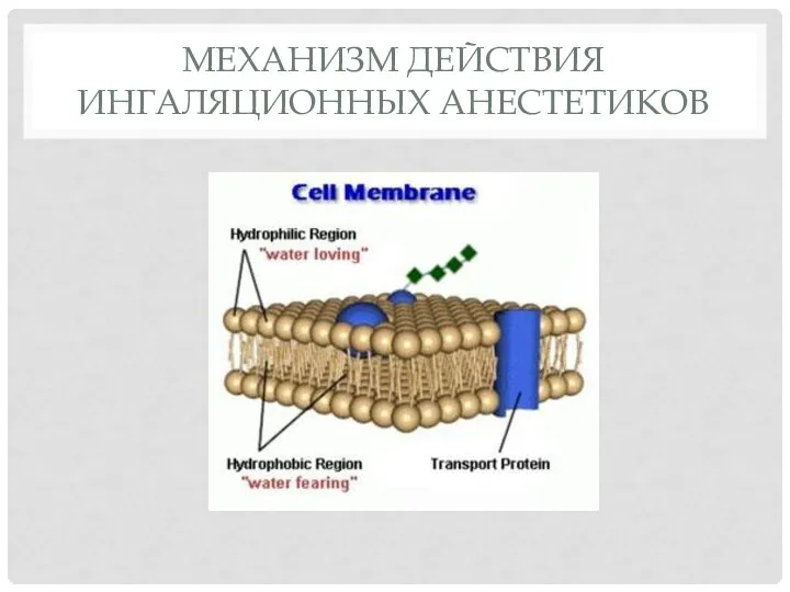 МЕХАНИЗМ ДЕЙСТВИЯ ИНГАЛЯЦИОННЫХ АНЕСТЕТИКОВ