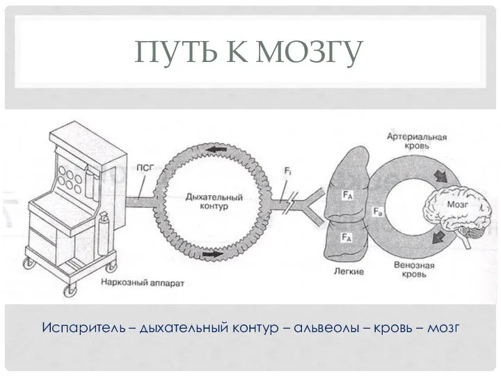 ПУТЬ К МОЗГУ Испаритель – дыхательный контур – альвеолы – кровь – мозг