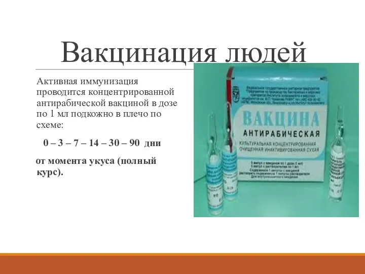 Вакцинация людей Активная иммунизация проводится концентрированной антирабической вакциной в дозе по 1