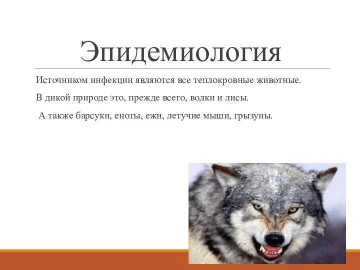 Эпидемиология Источником инфекции являются все теплокровные животные. В дикой природе это, прежде