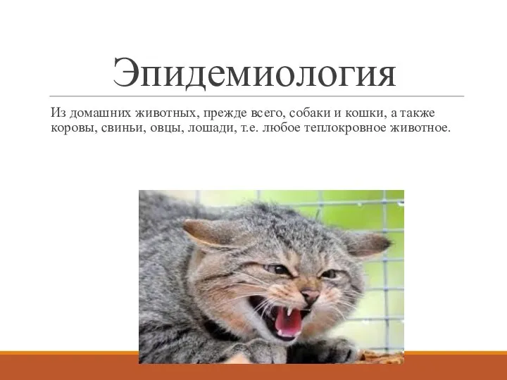 Эпидемиология Из домашних животных, прежде всего, собаки и кошки, а также коровы,