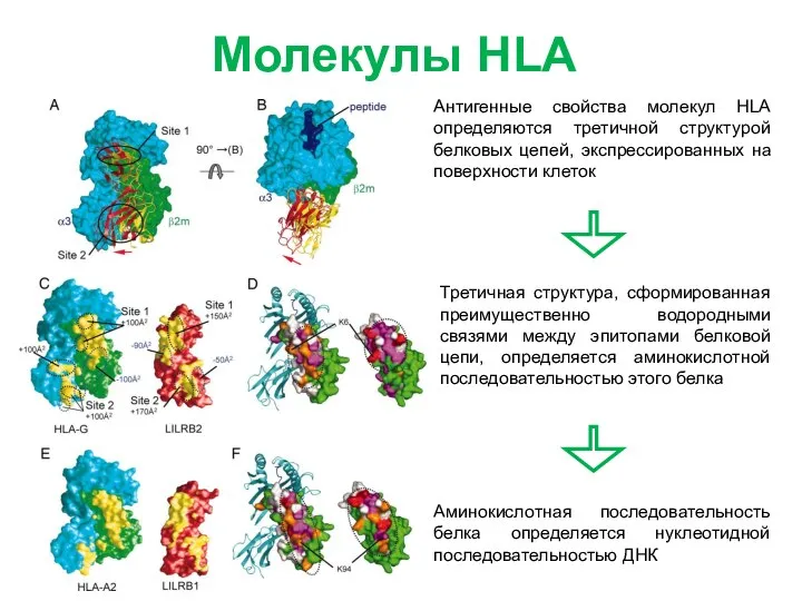 Молекулы HLA Антигенные свойства молекул HLA определяются третичной структурой белковых цепей, экспрессированных