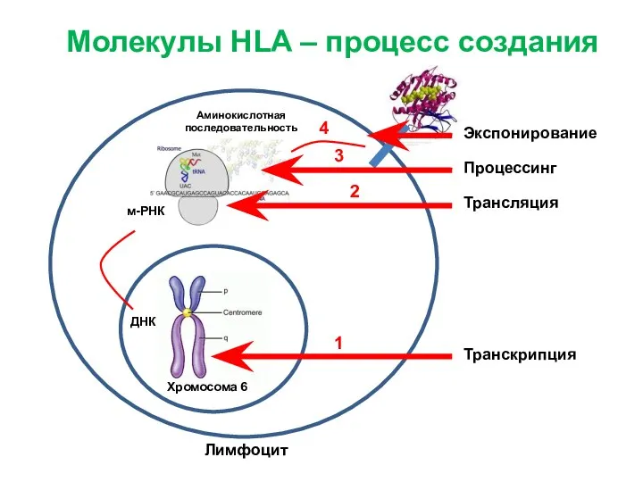 Лимфоцит м-РНК ДНК Аминокислотная последовательность Молекулы HLA – процесс создания Хромосома 6