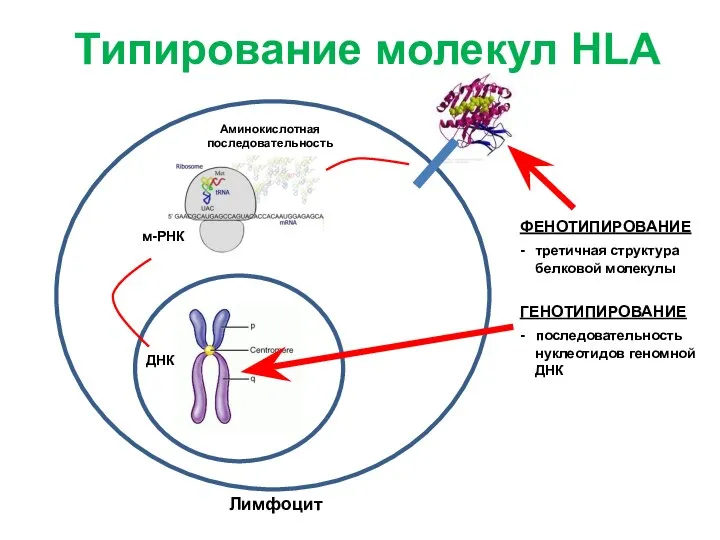 Лимфоцит м-РНК ДНК Аминокислотная последовательность ФЕНОТИПИРОВАНИЕ - третичная структура белковой молекулы Типирование