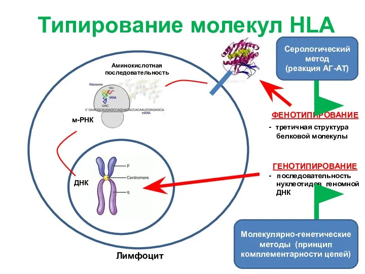 Лимфоцит м-РНК ДНК Аминокислотная последовательность ФЕНОТИПИРОВАНИЕ - третичная структура белковой молекулы ГЕНОТИПИРОВАНИЕ