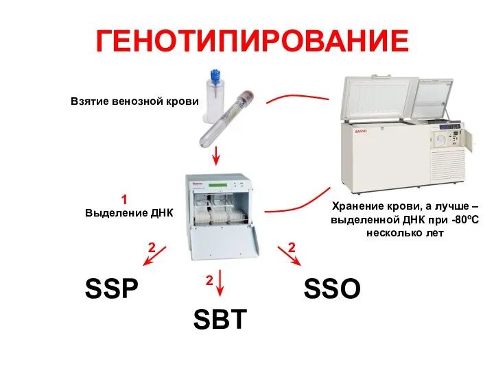 ГЕНОТИПИРОВАНИЕ Взятие венозной крови Выделение ДНК Хранение крови, а лучше – выделенной