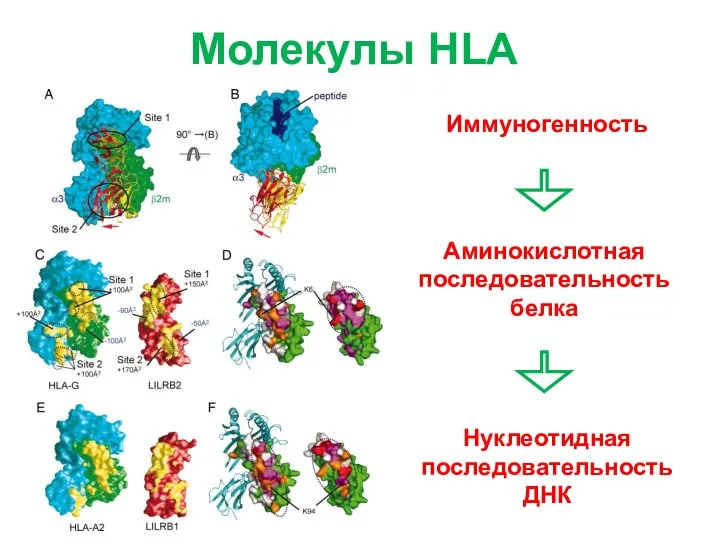 Молекулы HLA Иммуногенность Аминокислотная последовательность белка Нуклеотидная последовательность ДНК