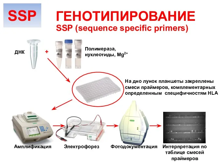 SSP (sequence specific primers) ГЕНОТИПИРОВАНИЕ Амплификация ДНК На дно лунок планшеты закреплены